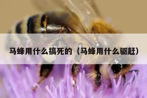 马蜂用什么搞死的（马蜂用什么驱赶）