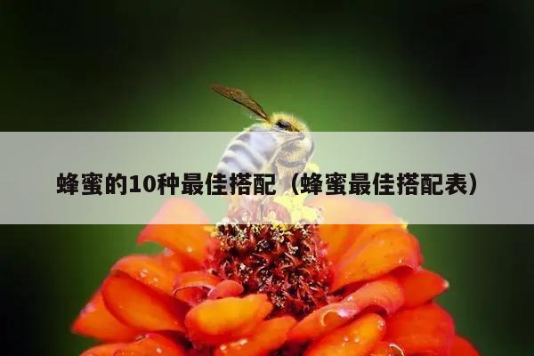 蜂蜜的10种最佳搭配（蜂蜜最佳搭配表）