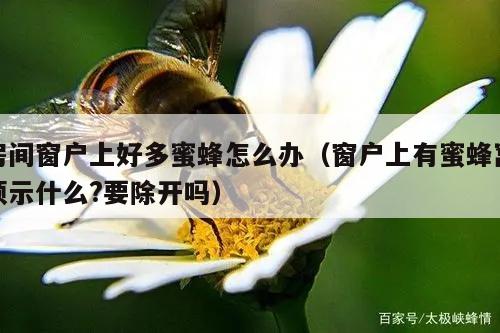 房间窗户上好多蜜蜂怎么办（窗户上有蜜蜂窝预示什么?要除开吗）