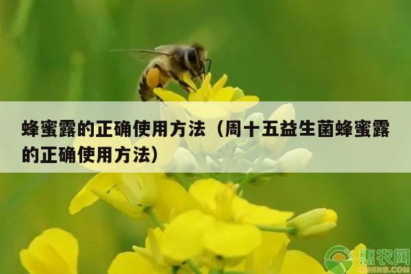 蜂蜜露的正确使用方法（周十五益生菌蜂蜜露的正确使用方法）