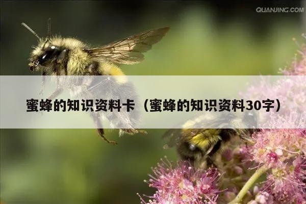 蜜蜂的知识资料卡（蜜蜂的知识资料30字）