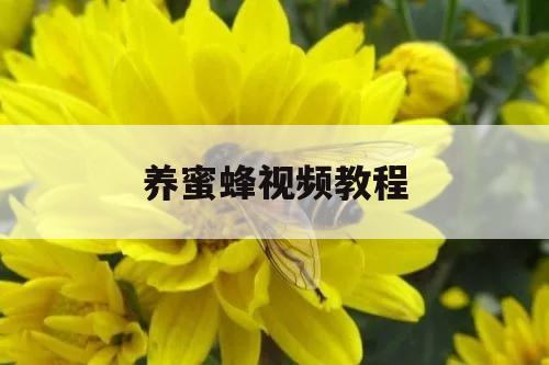 养蜜蜂视频教程 养蜜蜂视频教程大全