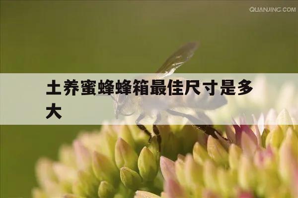 土养蜜蜂蜂箱最佳尺寸是多大 土养蜂箱尺寸多少最好长度宽度是多少