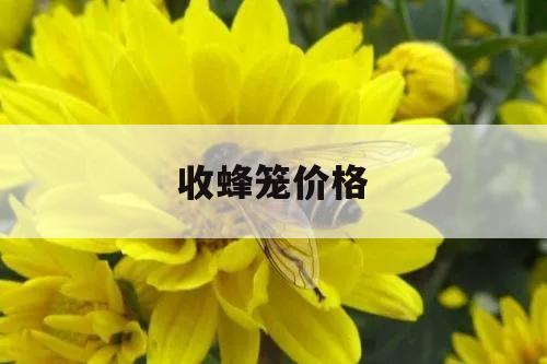 收蜂笼价格 蜜蜂收蜂笼多少钱一个