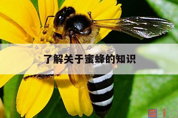 了解关于蜜蜂的知识 了解关于蜜蜂的知识有哪些