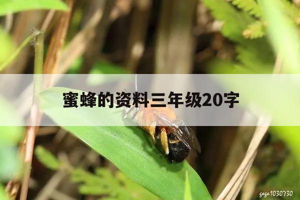 蜜蜂的资料三年级20字 关于蜜蜂的知识三年级20字