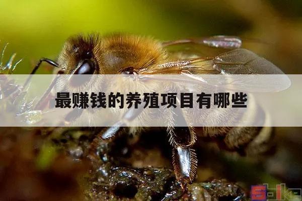 最赚钱的养殖项目有哪些 最赚钱的养殖项目有哪些公司