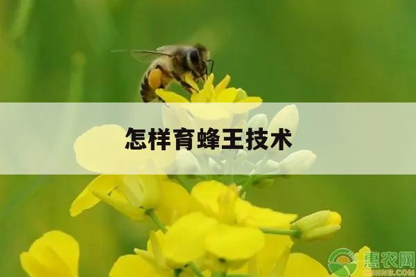 怎样育蜂王技术 业余养蜂培育蜂王的简单方法