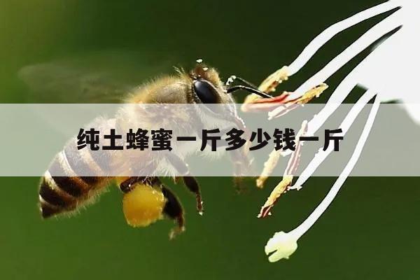 纯土蜂蜜一斤多少钱一斤 纯天然的土蜂蜜多少钱一斤