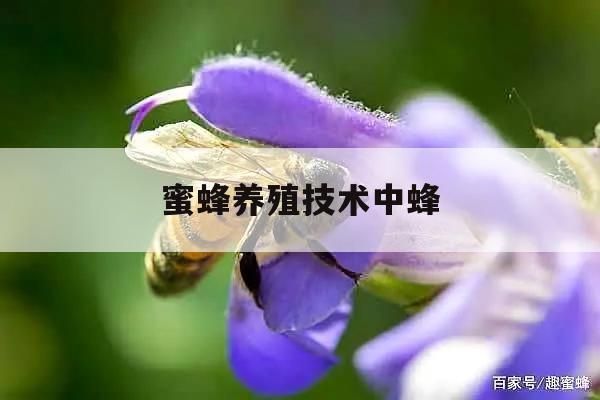 蜜蜂养殖技术中蜂 蜜蜂养殖技术中蜂巢的作用