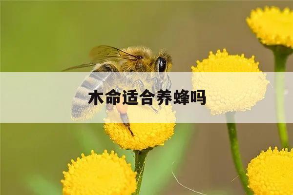 木命适合养蜂吗 什么命可以养蜜蜂