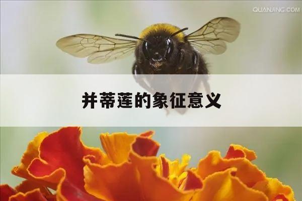 并蒂莲的象征意义 并蒂莲的象征意义是什么