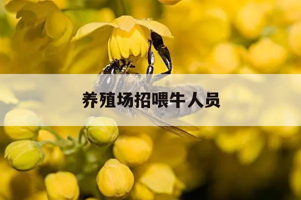 养殖场招喂牛人员 牛养殖场招聘