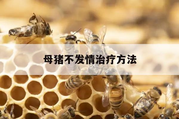 母猪不发情治疗方法 母猪不发情治疗方法有哪些