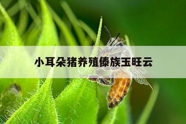 小耳朵猪养殖傣族玉旺云